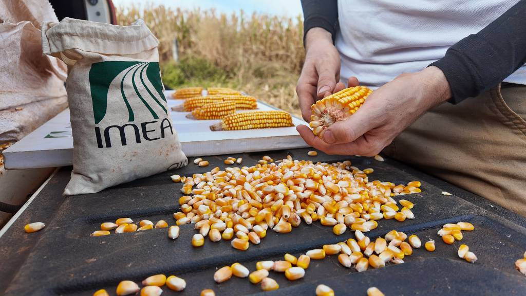Mato Grosso inicia colheita de milho da safra 2025/26 com ritmo superior ao ano passado, aponta Imea