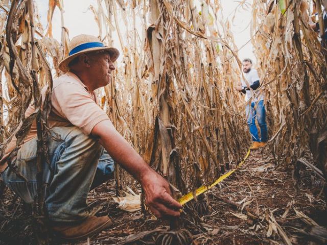 Giro da Safra aponta produtividade do milho acima de 204 sc/ha no Meio-Oeste catarinense