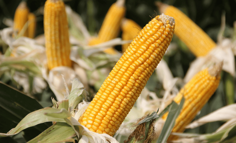 Mapa amplia Zarc Níveis de Manejo e eleva subvenção do seguro rural para até 50%