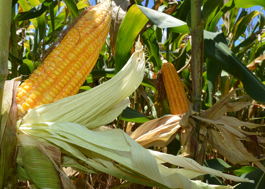 Embrapa amplia portfólio de baixo carbono e lança programas para milho e sorgo