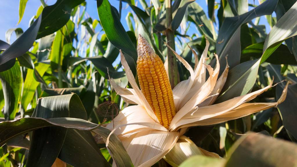 Clima: janela para plantio do milho safrinha preocupa com avanço de chuvas