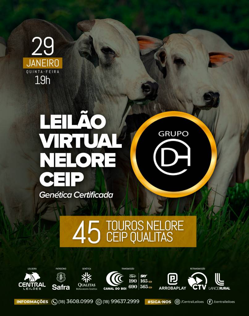 Leilão Virtual Nelore Ceip oferta 45 touros hoje às 19h no Canal do Boi