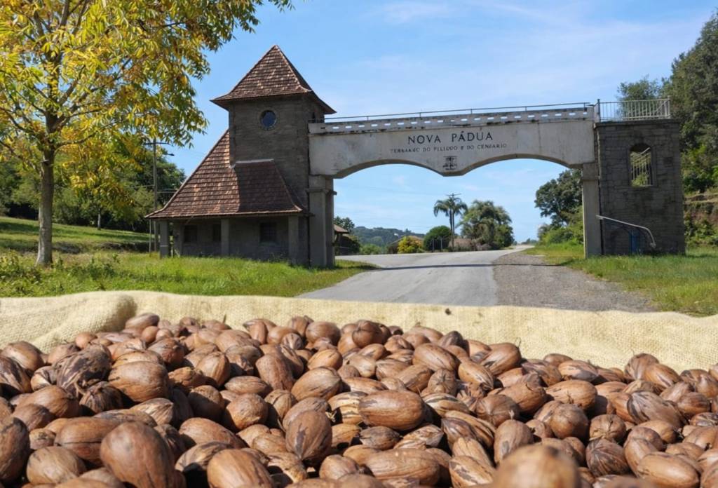 Nova Pádua/RS será palco da Abertura da Colheita da Noz-Pecã em maio