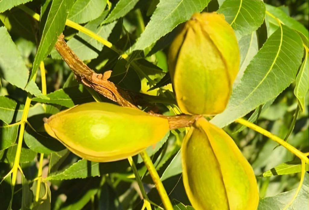 Produção de noz-pecã pode chegar a 7 mil toneladas na safra 2026