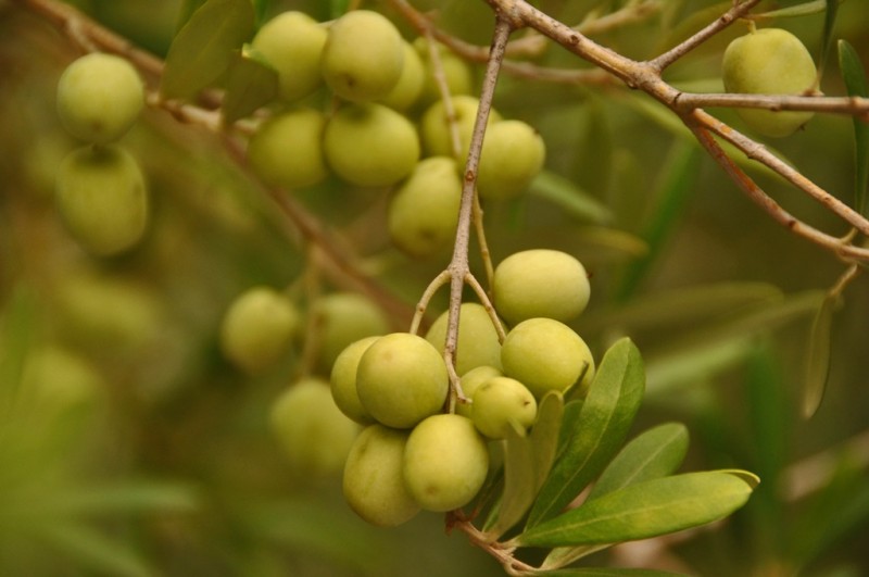 Abertura da Colheita da Oliva muda para abril e adota formato voltado a negócios