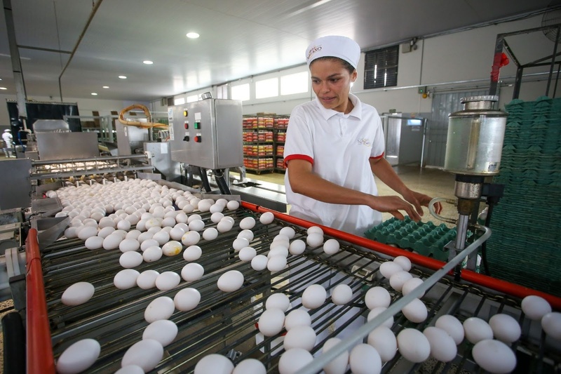 Médias de janeiro para a cotação dos ovos são as menores em seis anos