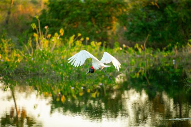 Funar/MS paga R$ 3 milhões a produtores rurais do Pantanal