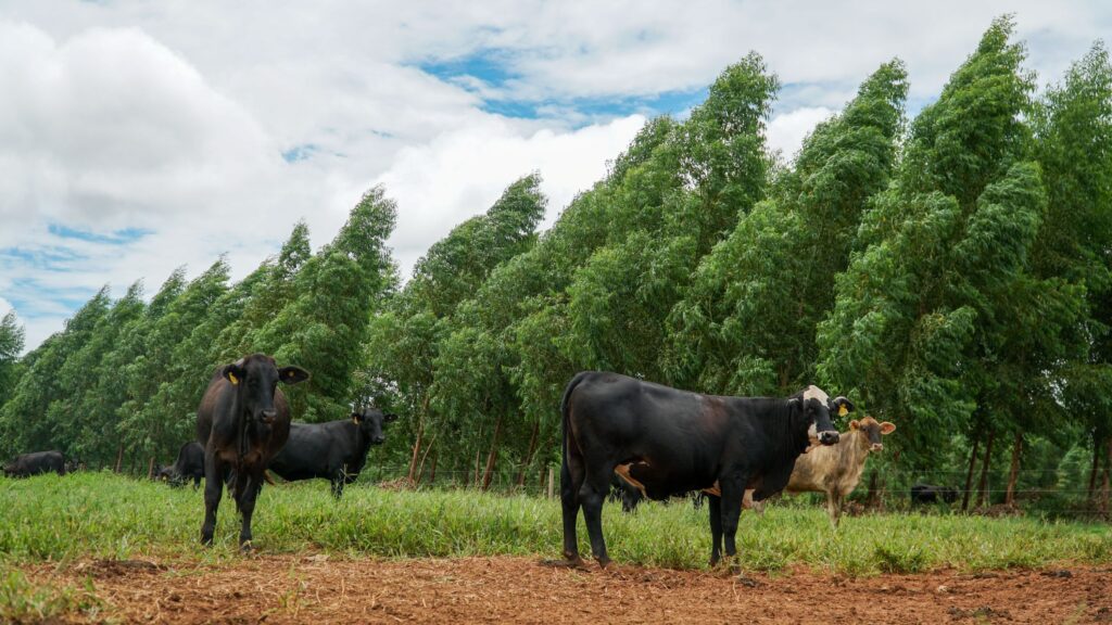 Pecuária de MT regenera área equivalente a 5,8 mil campos de futebol e projeta R$ 921,2 milhões em retorno à cadeia produtiva