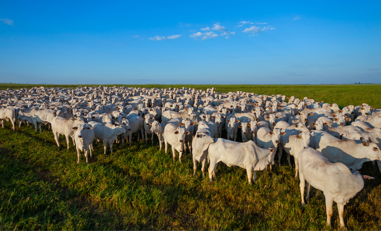 Mapa institui Grupo de Trabalho para fortalecer sustentabilidade na cadeia da carne bovina