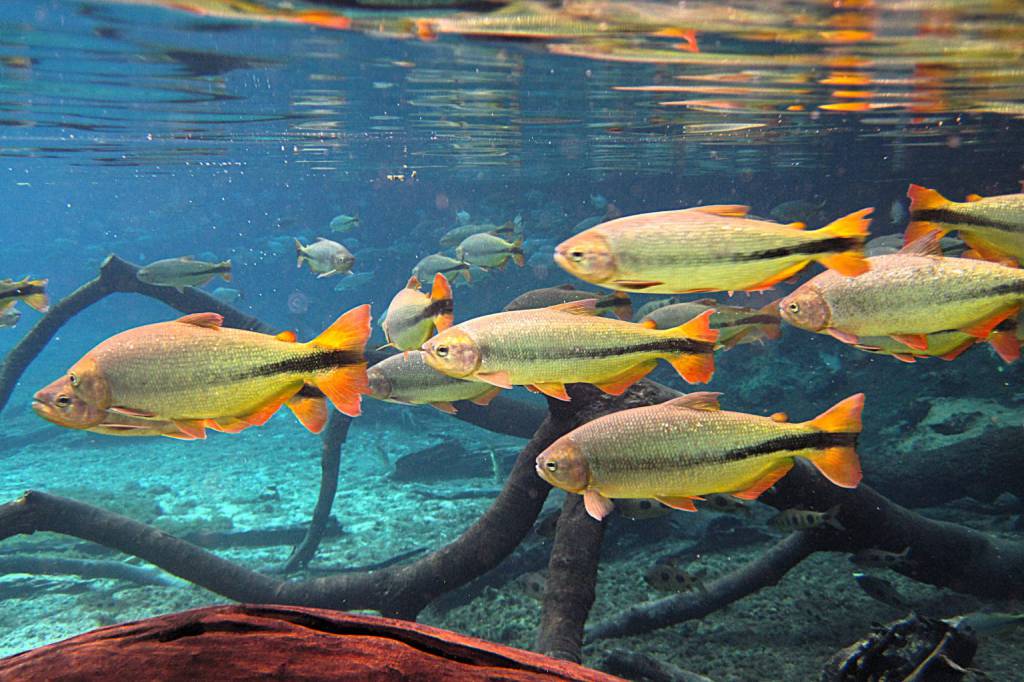 PEIXE BR alerta para impacto da nova portaria do MAPA/MPA sobre transporte dos animais
