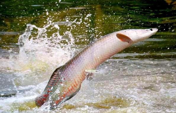 IBAMA classifica pirarucu como espécie invasora fora da área natural e gera reação da piscicultura brasileira