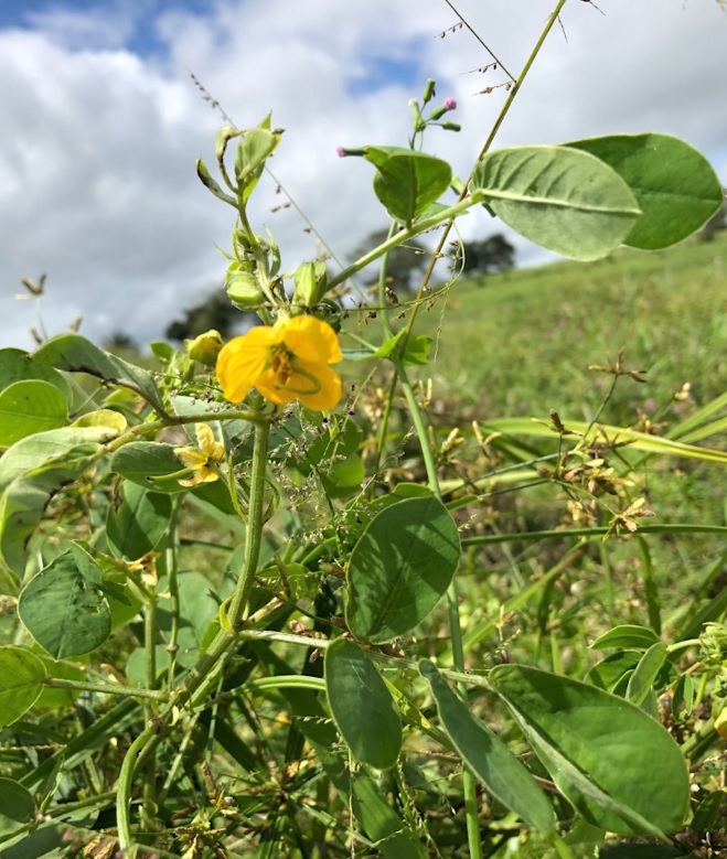 Plantas daninhas podem causar prejuízos milionários para a pecuária brasileira