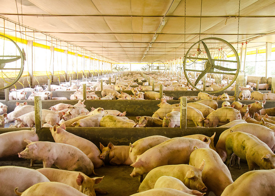 Nova plataforma integra vigilância sanitária e análise de risco de doenças suínas