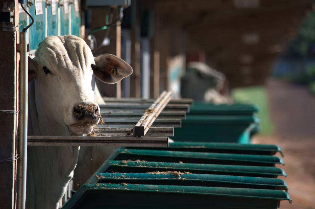 GP PAD Nelore 2026: Participação de criadores dispara 40%