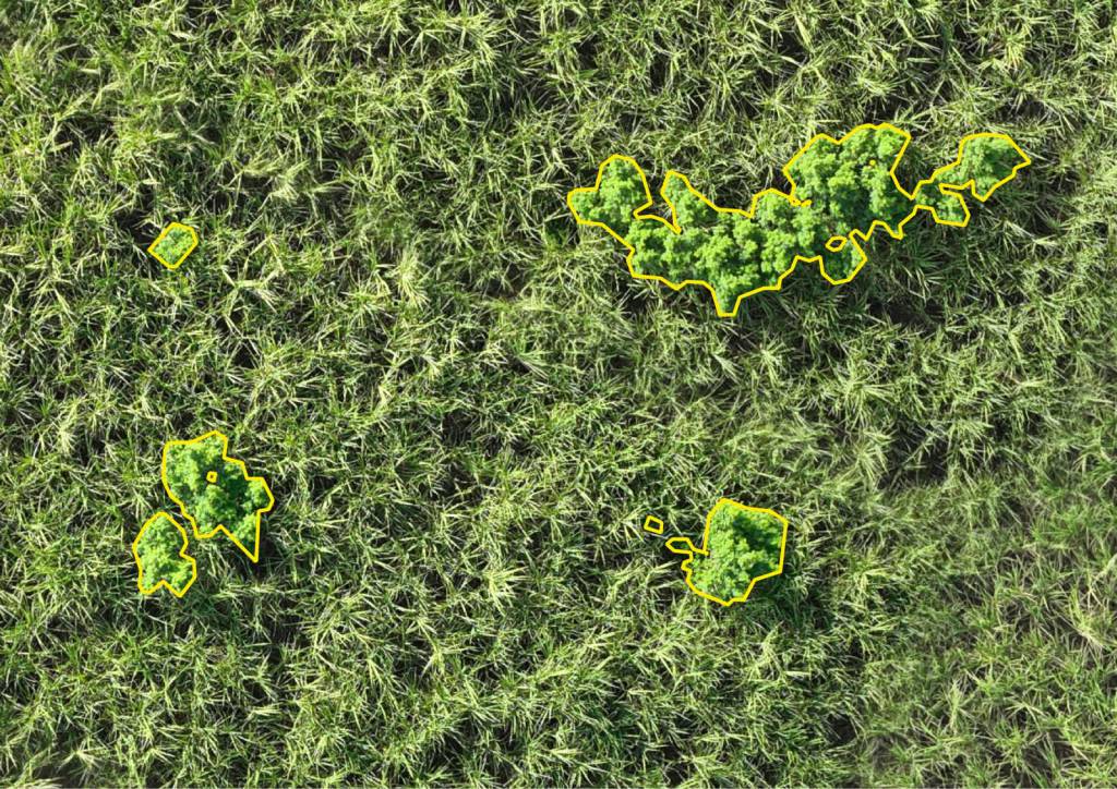 Inteligência artificial ajuda no mapeamento de áreas com necessidade de aplicação de defensivos