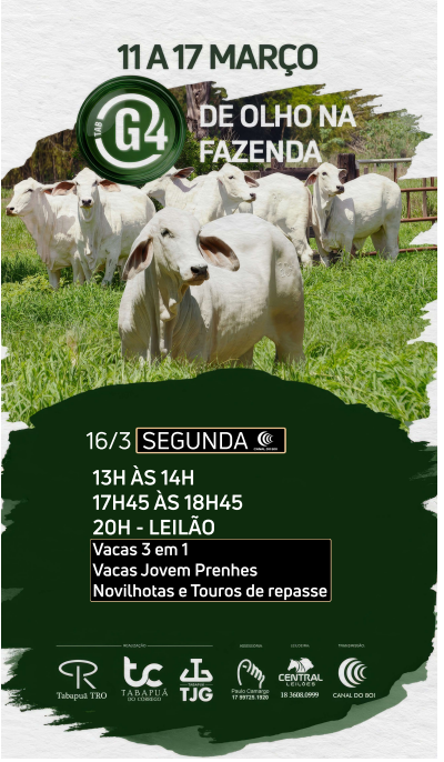 TAB G4 oferta vacas 3 em 1, vacas jovens prenhes, novilhotas e touros de repasse hoje às 19h no Canal do Boi 