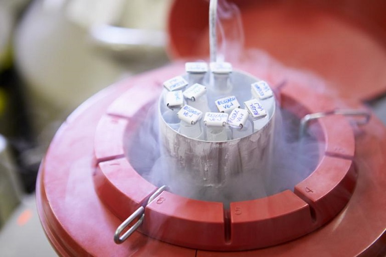 Genética bovina ganha força e exportações de sêmen crescem quase 30% em 2025