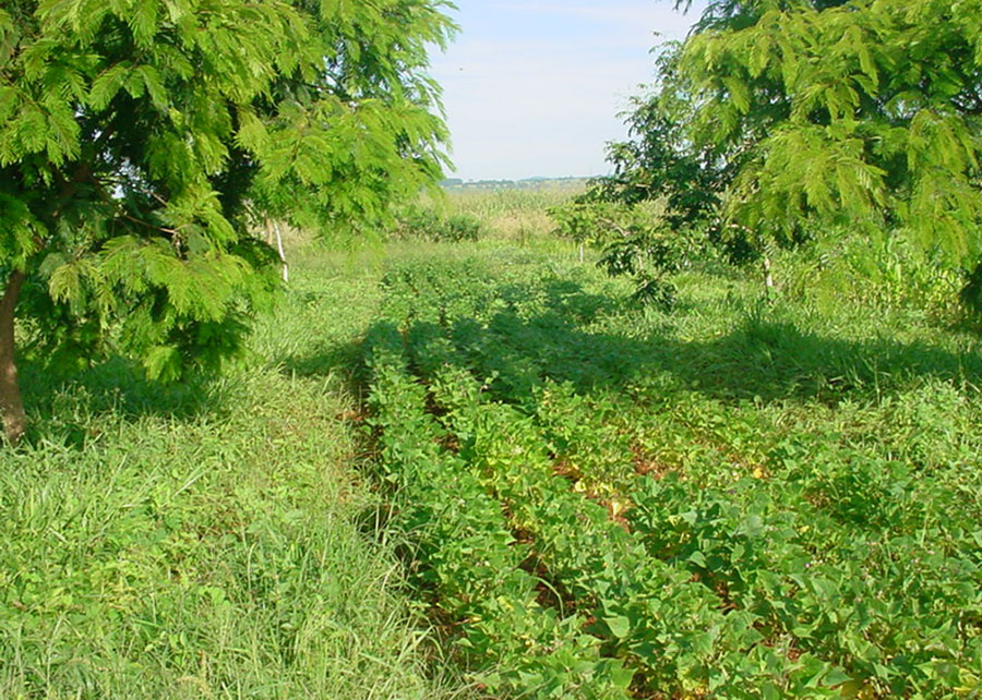Sistema agroflorestal produz alimentos e dobra o carbono estocado no solo do Cerrado