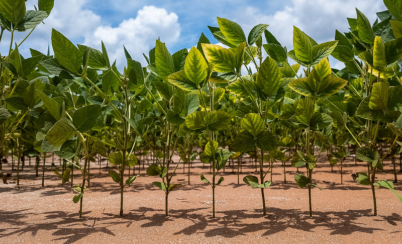 Safra 26/27: Semeadura da soja ultrapassa 50% da área em Mato Grosso, aponta Imea
