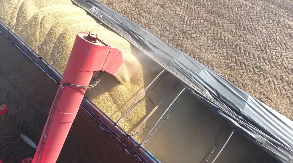 Colheita da soja para a safra 25/26 em Mato Grosso chega aos 1,98% do previsto