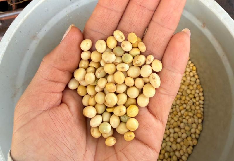 Abiove eleva projeção de processamento de soja para recorde de 61,5 milhões de t
