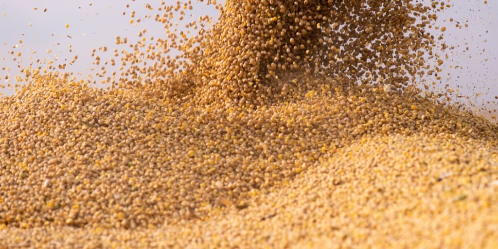 Liquidez aumenta mas preços da soja seguem em queda