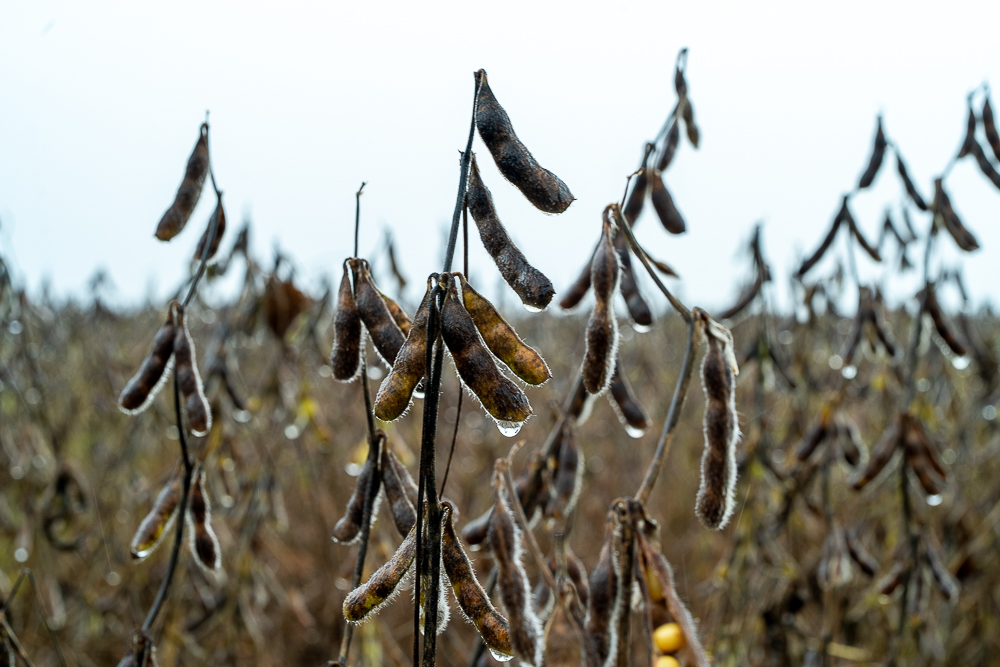 Supersafra de soja se consolida no Paraguai após revisão positiva da produção