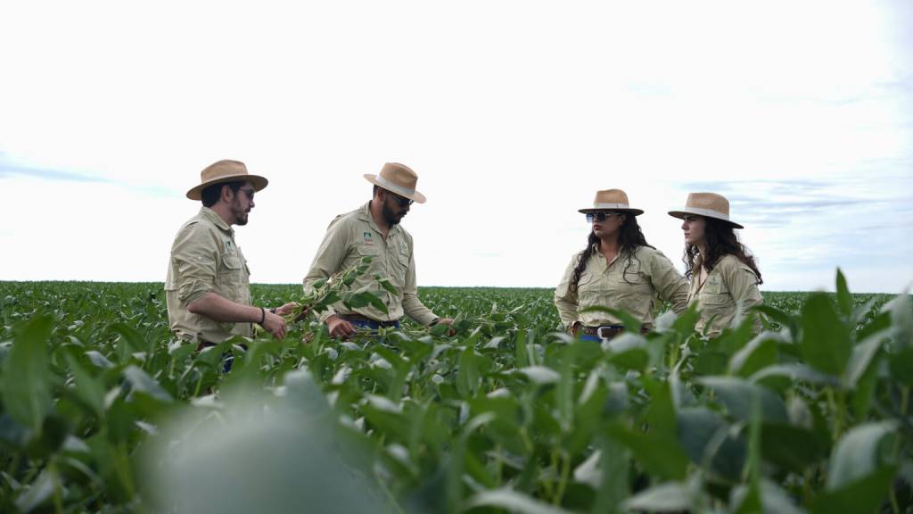 Safra de soja em MT supera desafios climáticos e chega a 51,56 milhões toneladas