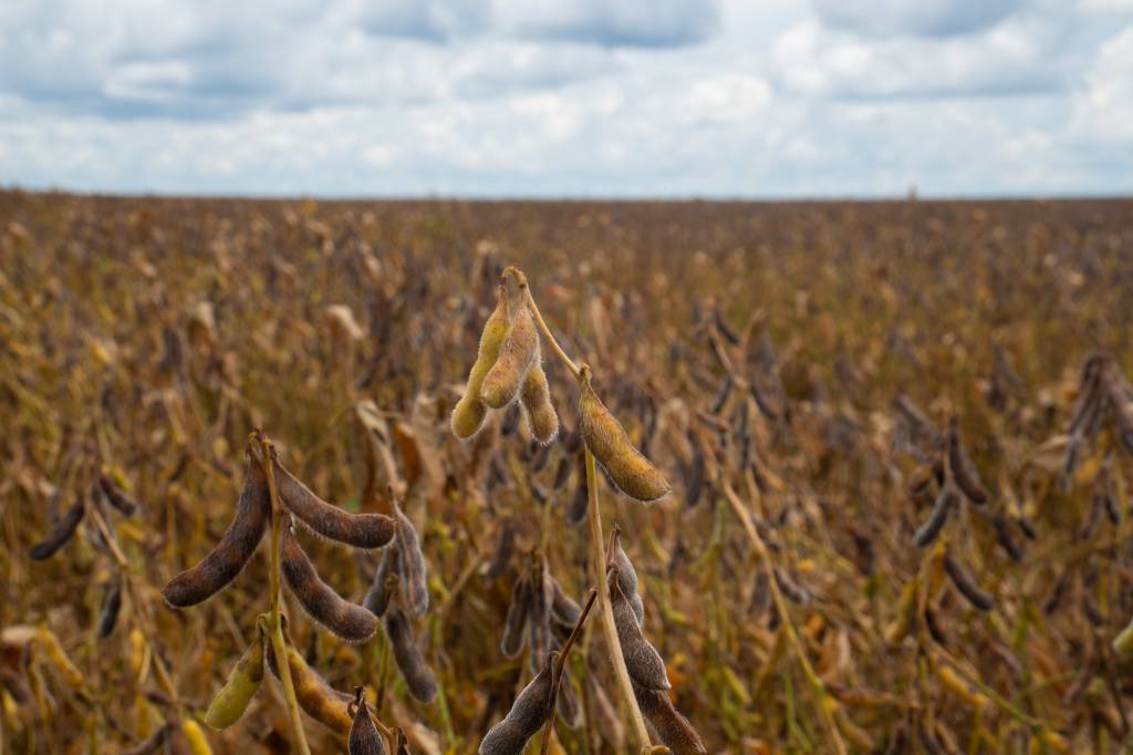 Calendário da soja em Mato Grosso mantém vazio sanitário de junho a setembro para 2026