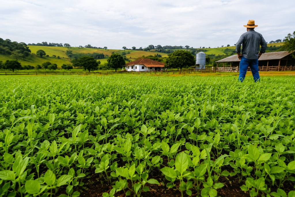 Vazio sanitário segue como ferramenta essencial no combate à ferrugem asiática em Mato Grosso