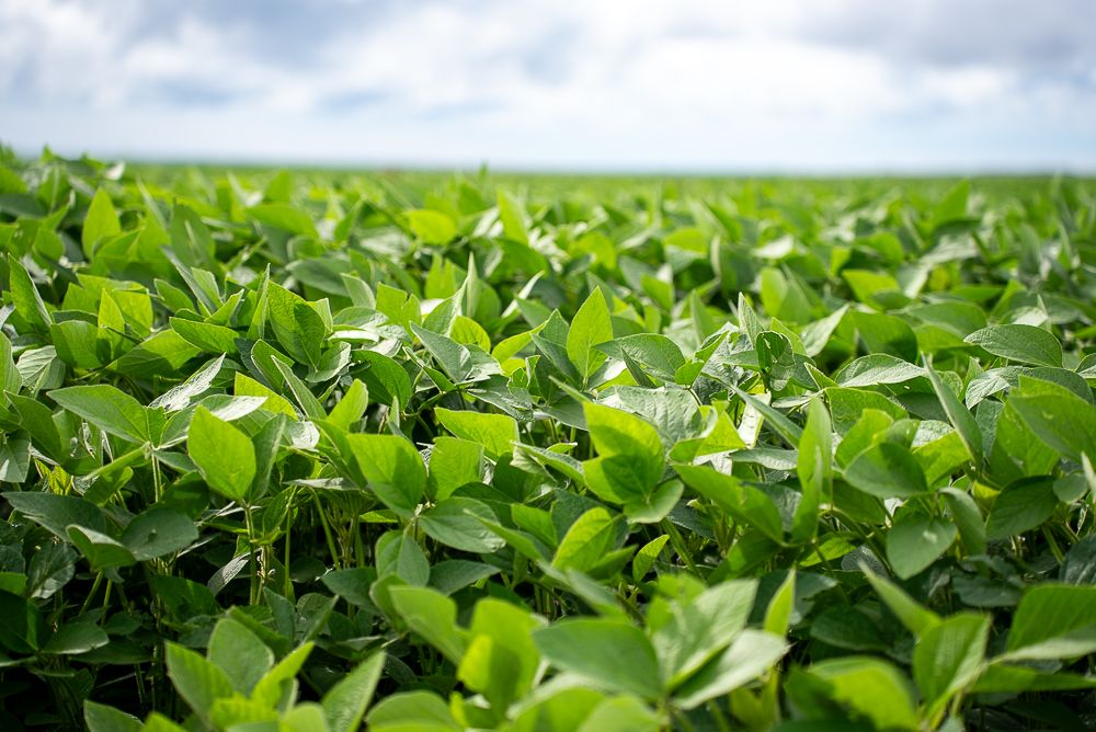 StoneX eleva soja para 181,6 mi toneladas e milho para 26,6 mi toneladas na safra 2025/26