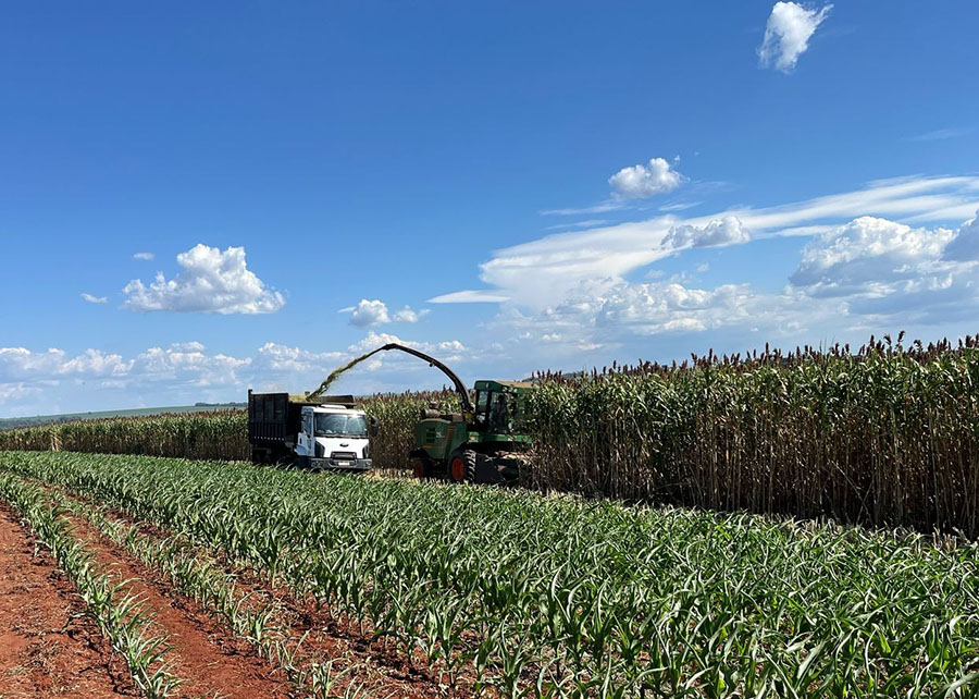 Novo sorgo forrageiro gigante chega ao mercado com alta produtividade e qualidade