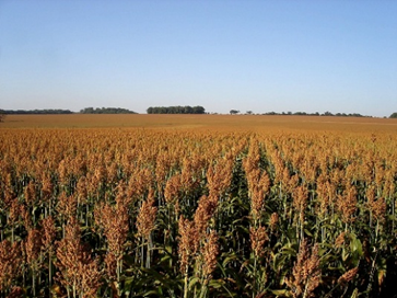 Recorde da produção de sorgo reflete expansão da cultura