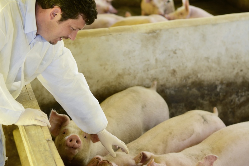 COOASGO acelera a transição para a suinocultura de baixo carbono com inovação, ciência e geração de valor no campo