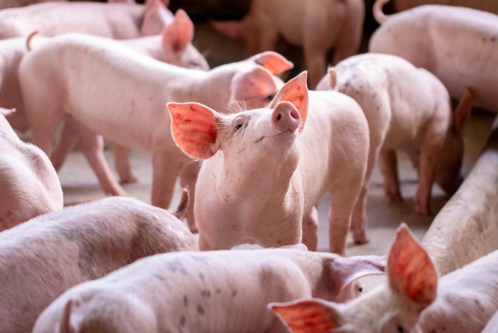 Abate de suínos cresce 5,5% no Brasil e produção de carne bate novo avanço