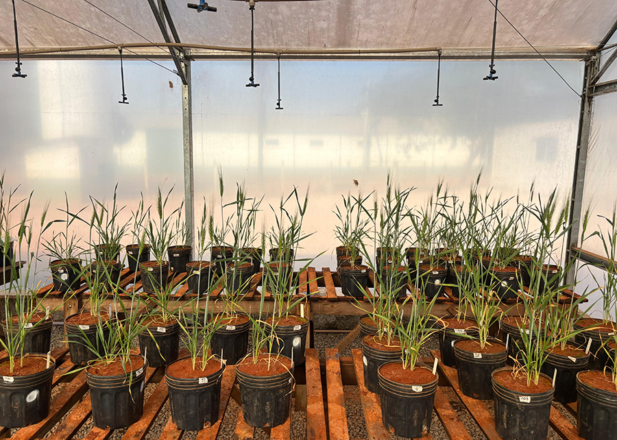 Pesquisa avalia algas brasileiras como bioestimulante em grãos sob estresse hídrico