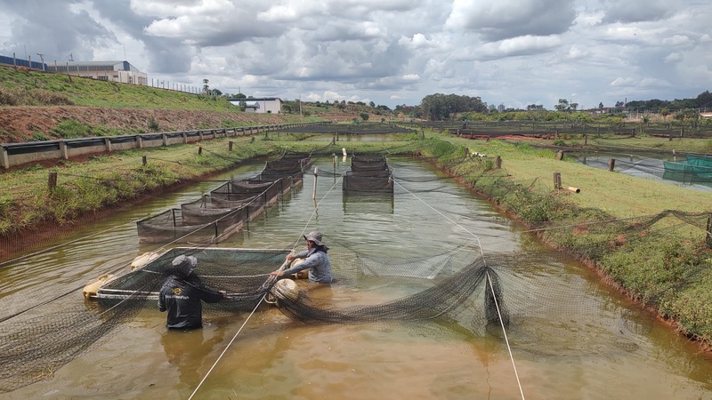 Peixe BR: produção de cultivo cresce 4,4% em 2025, para 1,01 milhão de toneladas
