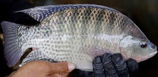 Embarques de tilápia recuam em 2025