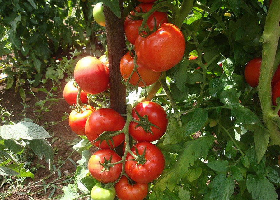 Desaceleração da safra e menor produtividade elevam cotações do tomate