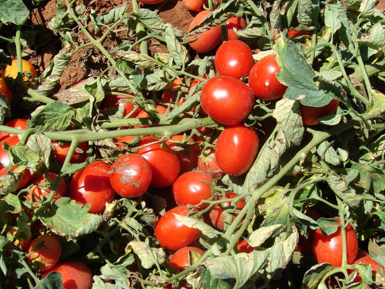 Tomate para processamento industrial passa a contar com o Zoneamento Agrícola de Risco Climático