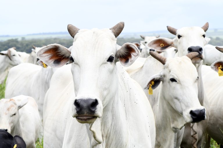 Com maior crescimento do país, agro de MS é fruto de incentivo, modernidade e sucesso do homem do campo