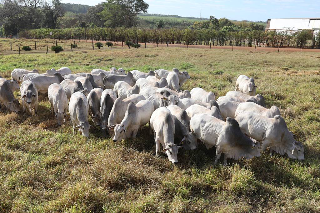 Megaleilão Nelore CFM movimenta R$ 7,9 milhões com venda de 466 touros