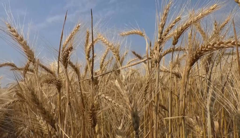 USDA: 35% da safra de trigo de inverno dos EUA tem condição boa ou excelente