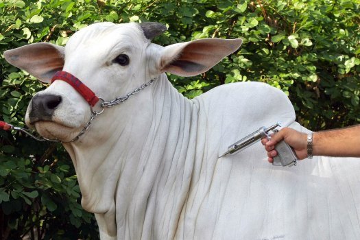 Sindan reforça alerta sobre brucelose durante o mês da saúde animal e destaca a vacinação obrigatória no Brasil
