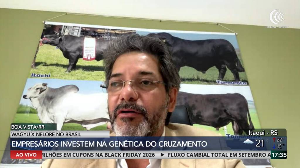 Empresários investem na genética do cruzamento entre Wagyu e Nelore para adaptação ao clima tropical