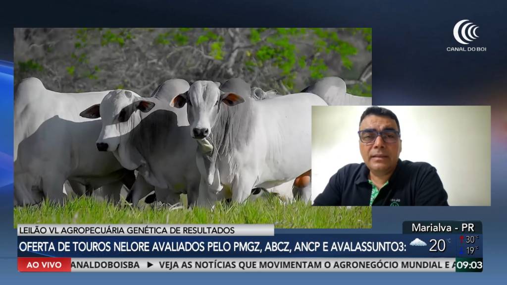 VL Agropecuária oferta touros nelore avaliados neste sábado no Canal do Boi