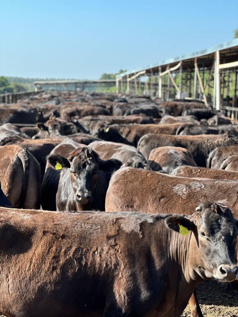 Programa impulsiona a padronização e crescimento do Wagyu cruzado no Brasil