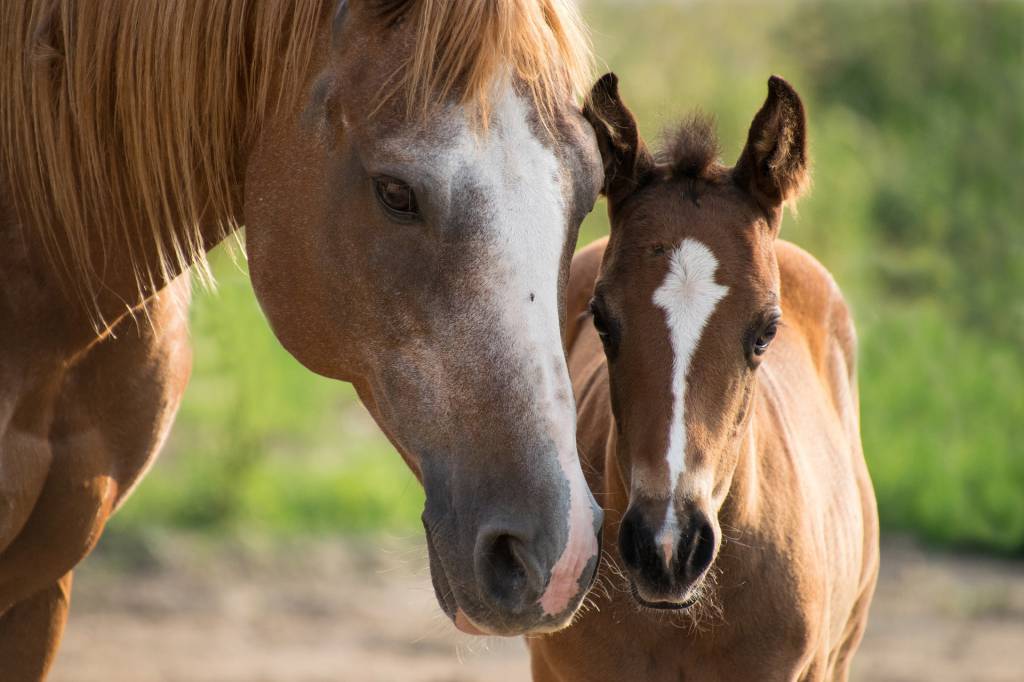 Médica Veterinária dá orientações sobre estação de monta de equinos