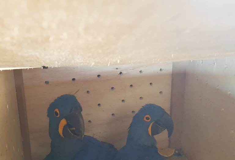 PRF apreende duas Araras Azul, em Poconé