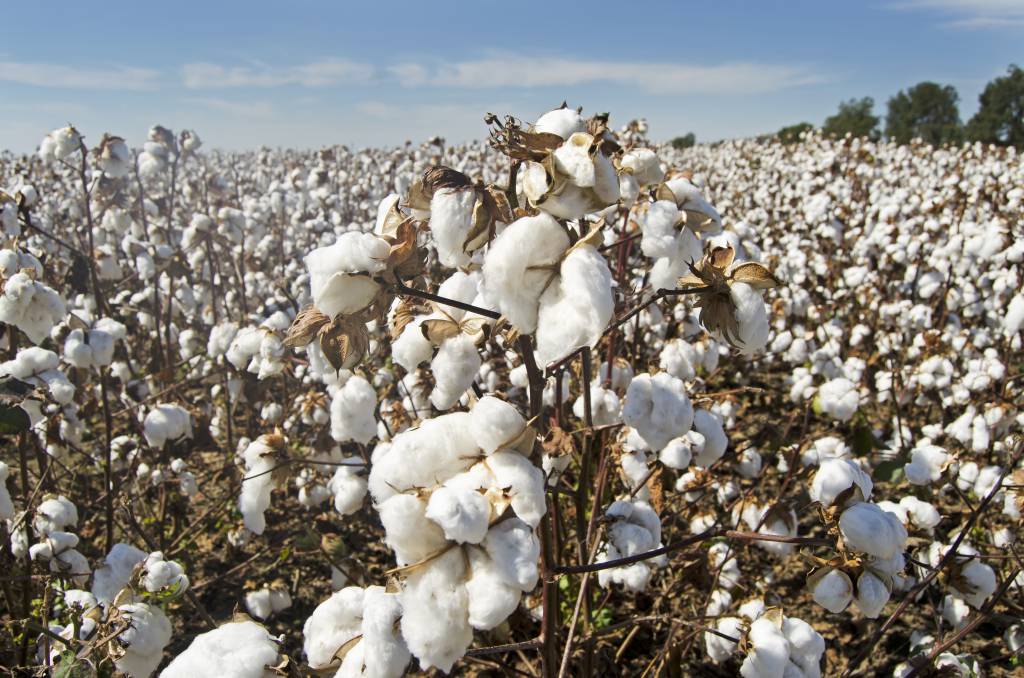 Mercado do algodão está aquecido, diz presidente da Abrapa